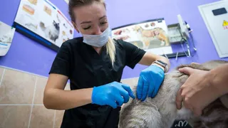 В Коми в 2025 году бесплатно кастрировали и стерилизовали 1187 домашних животных