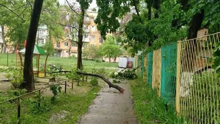 В Рязанской области на женщину рухнуло дерево