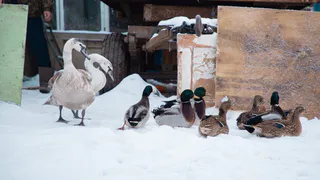 Гуси-лебеди: как в шиловском селе осталась на зимовку пара лебедей