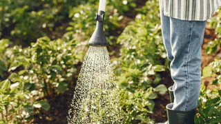 Смешиваю йод с молоком и "кормлю" огурцы в июне: ни 1 пожелтевшего листочка — плодоносят как бешеные