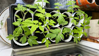 Посадила томаты «под углом» — и получила ботву без плодов: бывалый агроном объяснил, почему так делать нельзя, хотя все так сажают  