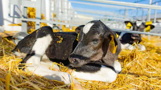 Рязанская область впервые экспортировала более ста племенных коров