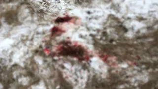 В полиции проводят проверку по факту отрубленной собачьей головы