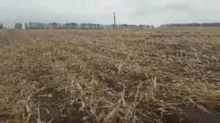 В Брянске Депутат снял на видео как закопали в землю неубранную кукурузу