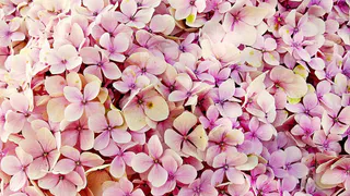 Как заставить гортензию цвести: натуральное удобрение из банановой кожуры