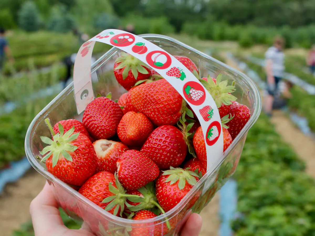 Высаживаю клубнику по советам опытного агронома: 3 слоя этой подкормки обеспечат урожай на четыре года