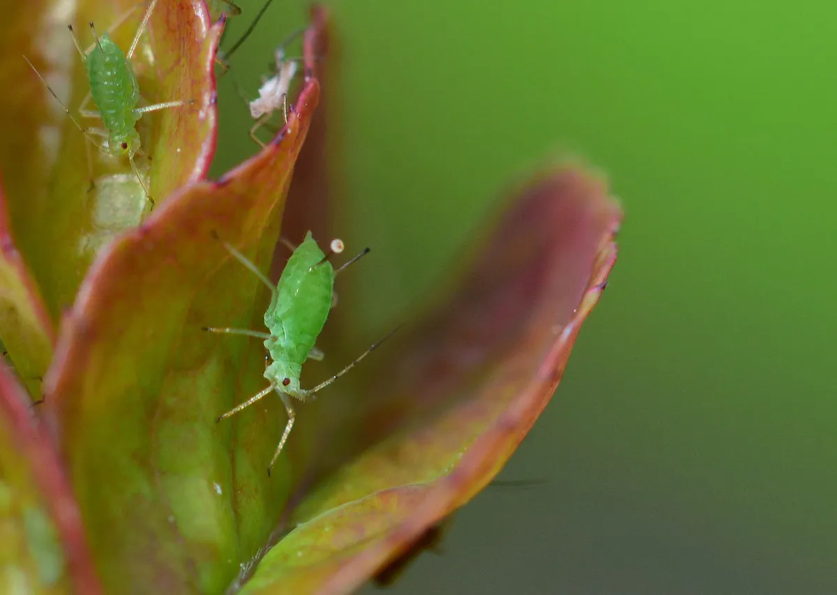 1 щепотка – и тля сбежит, сверкая пятками: вредитель не посмеет атаковать смородину, лайфхак от эксперта