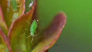 1 щепотка – и тля сбежит, сверкая пятками: вредитель не посмеет атаковать смородину, лайфхак от эксперта