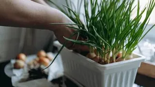 Назван простой и доступный продукт, который резко улучшает работу мозга