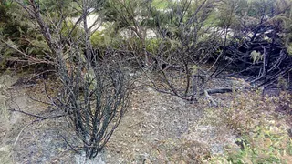 Кто-то испортил деревья в сквере в центре Рязани. Власти города ищут вандалов