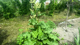 Овощ, который постепенно умертвляет почки: в Европе его не едят, а в России многие обожают