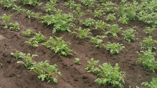 Не будете знать, куда складывать урожай: Одна маленькая хитрость и картофель будет плодоносить как сумасшедший — обязательно сделайте это в августе