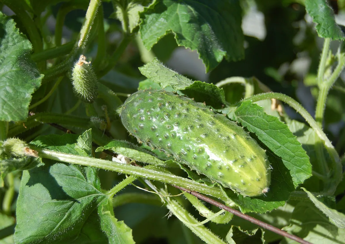 Дед-дачник каждый год сажает только эти 3 сорта огурцов: самый ранний сбор и нереально вкусные
