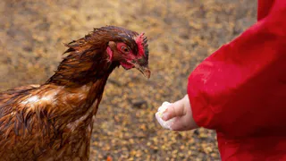  Челябинская область поставила в Китай 19 тонн куриных лапок: новый этап в экспортной деятельности региона