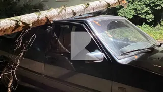В Рязани на придомовой территории дерево рухнуло на машину