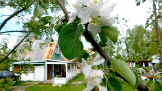 Спасаем сад от жары июня — простой способ укрепить растения