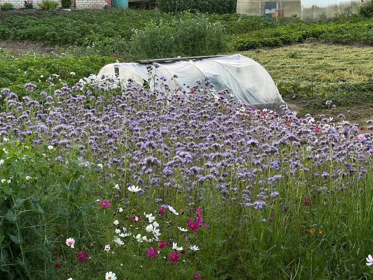 Секрет роскошного цветения: как ухаживать за многолетниками после увядания, чтобы они снова радовали красками