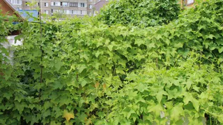 Жительница Севска Брянской области пожаловалась на дикий огурец