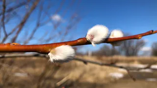 Весне дорогу: какая погода ждет рязанцев на этой неделе