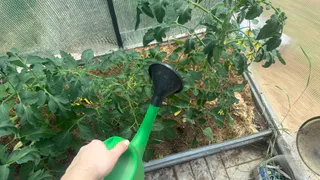 Когда лучше поливать томаты — утром или вечером: вы всю жизнь делали это не правильно