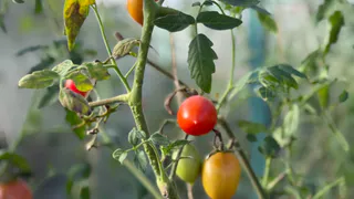 Худшие сорта томатов — не стоит тратить на них время: мелкие и безвкусные, урожай собираю без радости