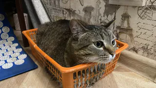 Один хитрый трюк и кошка больше не ворует еду со стола: Соседка-кошатница в один миг научила моего питомца правилам поведения