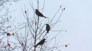 Республика Коми встречает первых перелетных птиц