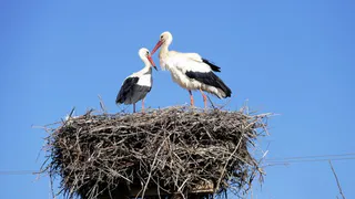 В Брянске из пневматического оружия убили трёх аистов