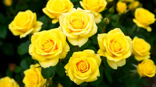 До начала цветения розам — обязательно: 10 граммов на стакан воды — и бутонов больше, чем песка в океане