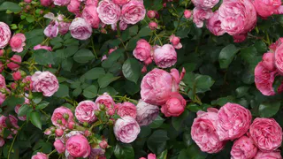 Заливаю 100 гр. водой — и розы цветут без остановки до самой осени, бутоны выросли до 40 см — аромат на 3 км в округе