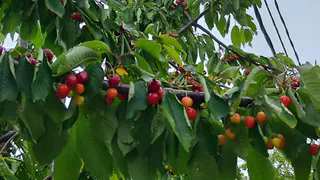 Эта ягода — самая вредная: а мы покупаем ее как лакомство, еще и детей заставляем есть