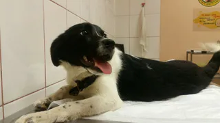 Дай лапку: Сеньорита, Винтик и Бусина ищут хозяев