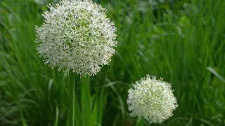 Пару ложек в воду и чеснок размером с кулак: поливаем грядку в июне и даже перья не желтеют