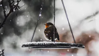 О погоде в Рязани - рабочая неделя выдастся морозной
