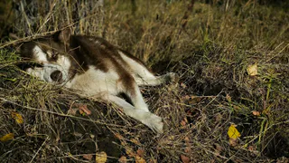 5 гениев среди собак: какие породы официально объявлены самыми умными на планете