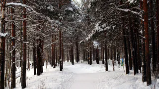 В Коми усилили охрану елей накануне Нового года