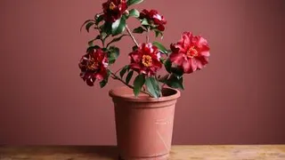 Пять растений, которые привлекут в дом женщины любовь