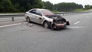 В Рязанской области 51-летний водитель сбил лося