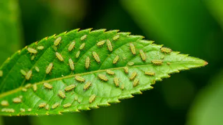 Вся тля вымерла за одну ночь: просто опрыскал и лег спать - дедовская хитрость