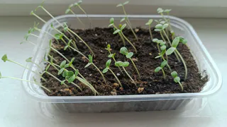 1 ложка на 1 литр — и рассада станет крепче баобаба: сильная и коренастая – соседи обзавидуются