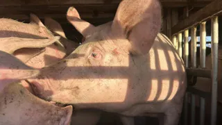 Свиноводческий проект в Александровском районе получил более 35 миллионов рублей поддержки