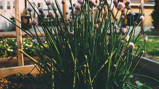 Чтобы лук не пошел в стрелку: 50 гр. на ведро — и луковицы крупные, а перья нежные