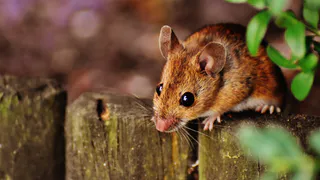 Запах, который не выносит ни одна мышь: этот рецепт отпугнет грызуна без необходимости убивать