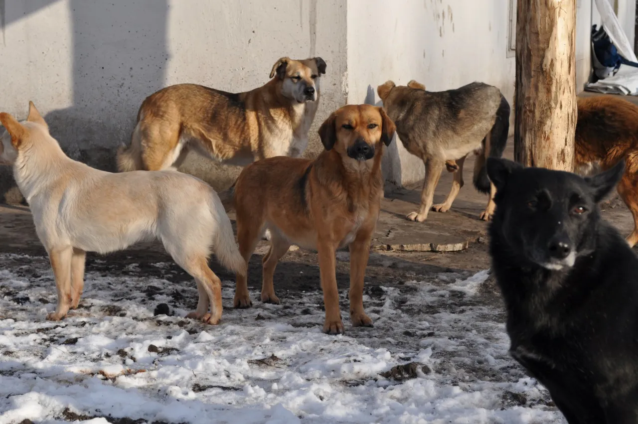 В Татарстане стая бродячих собак напала на детей