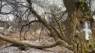 Во Владимире обсуждают благоустройство парка в районе ДДюТ