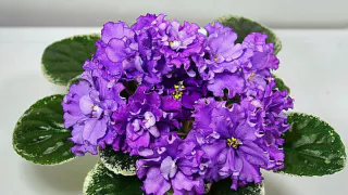 Фиалка превратится в облако из цветов уже через две недели: растение нуждается в таком освещении