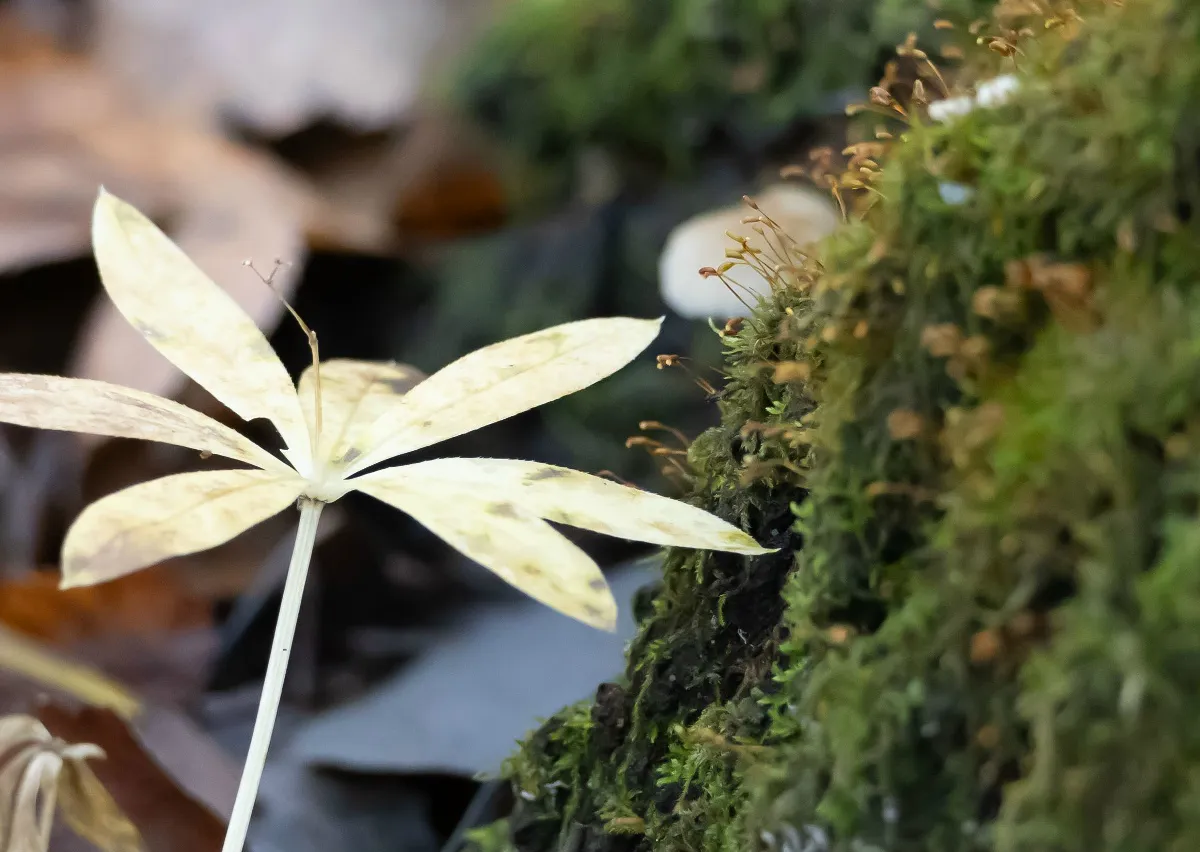 В Казани аномальное тепло привело к тому, что растения проснулись раньше положенного срока