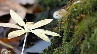 В Казани аномальное тепло привело к тому, что растения проснулись раньше положенного срока