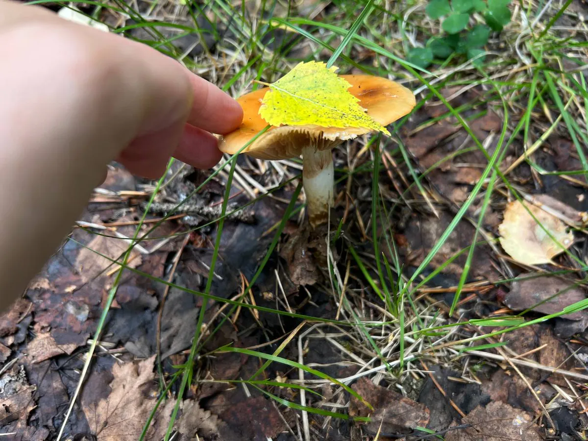 Этот гриб-паразит превращает лесные дары в деликатес стоимостью с омара — но собирать его решаются только посвященные