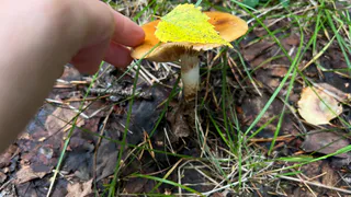 Этот гриб-паразит превращает лесные дары в деликатес стоимостью с омара — но собирать его решаются только посвященные